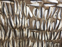 Nets for drying and drying fish
